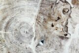 Petrified Wood (Bald Cypress) Slab - Saddle Mountain, WA #101182-1